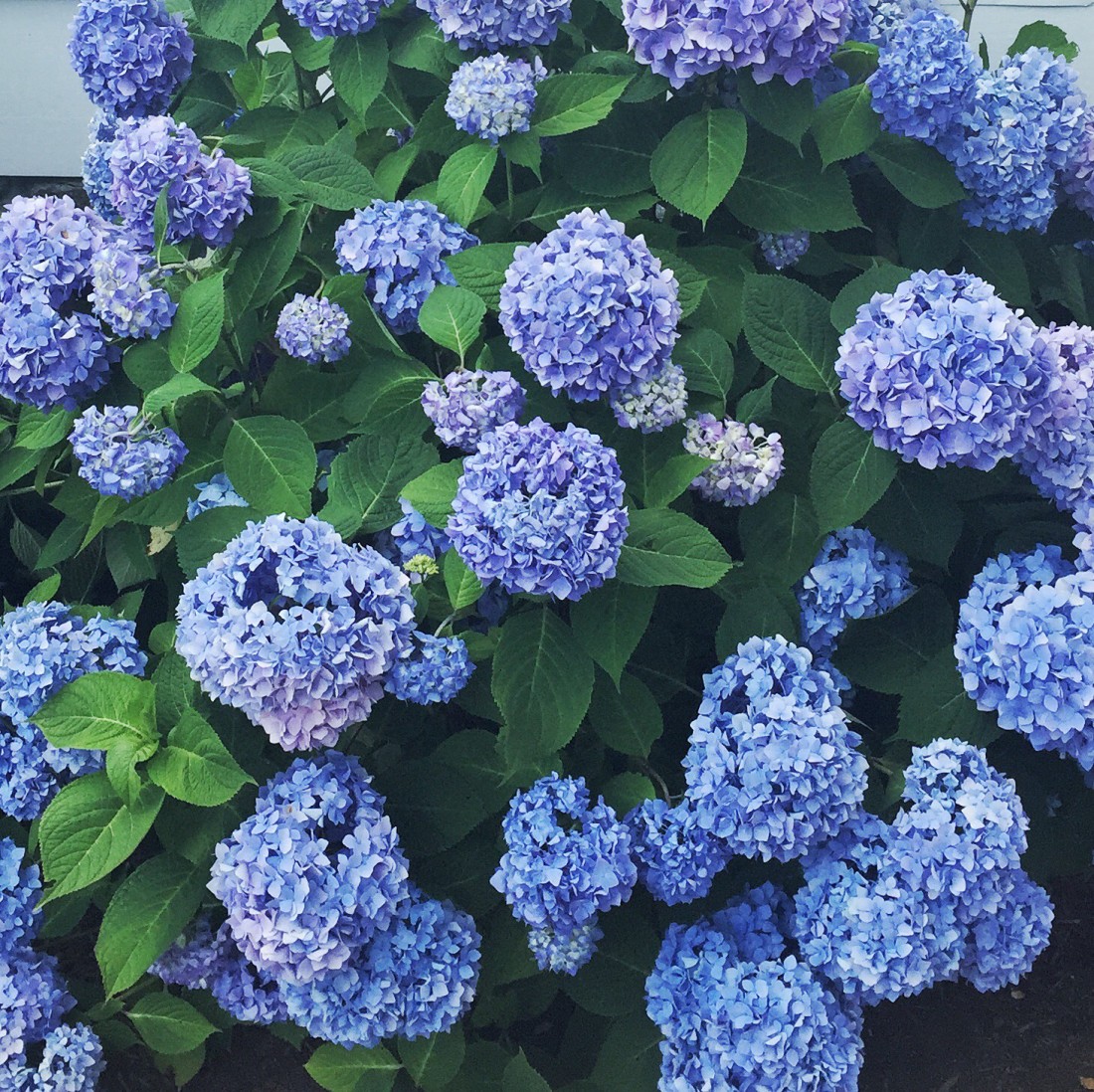 Blue+Hydrangeas+Ocean+House+Rhode+Island