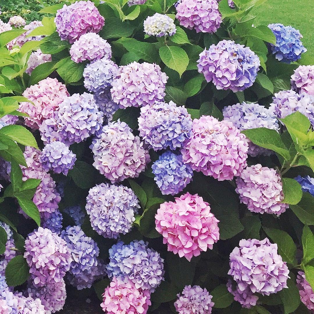 The weather today was . Can't wait for summer. ☀️✨ #sundays #hydrangeas #pretty #loveit